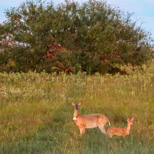 Episode 106 – Deer Biomechanics and Deer-Friendly Fencing