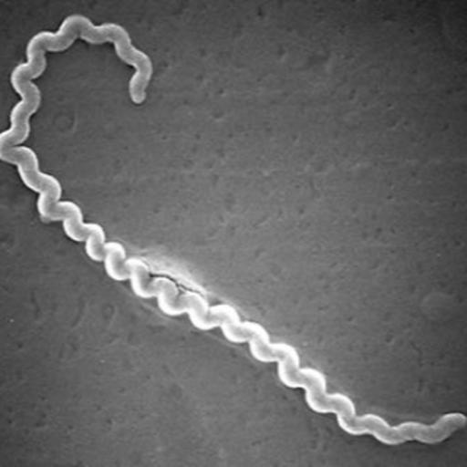 Are there infectious diseases we can catch from our pets?