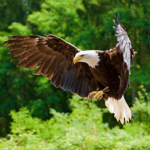 Dinos in Europa | Mehr Naturschhutz in Delhi | Sauberer Strom für Nigeria | Seeadler zurück in NRW