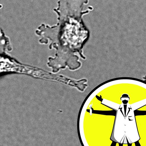 Kent's meningitis outbreak, and heat-loving amoeba