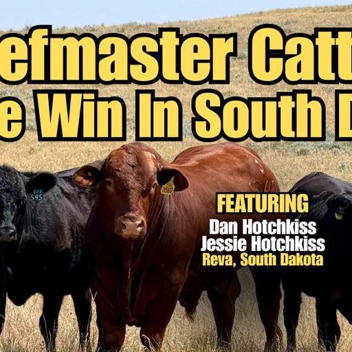 Beefmaster Cattle For The Win In South Dakota