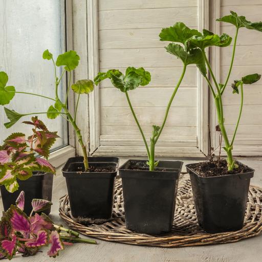 How to overwinter cuttings of certain potted plants indoors