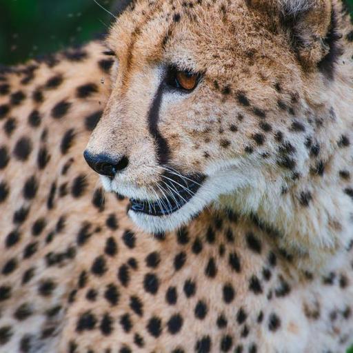 Cheetahs: More Than Just Speed (Classic)