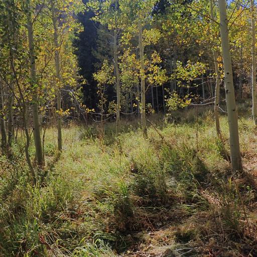 187: South Warner Wilderness- Amidst Quaking Aspens Near South Fork Emerson Creek