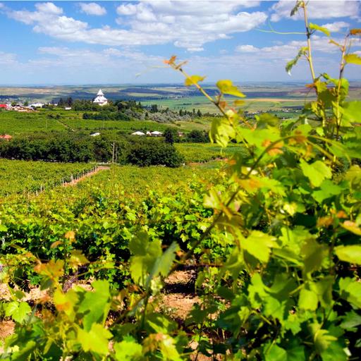 Wein Geschichten: Historischer Wein aus der Republik Moldau, Nordischer Wein aus Schleswig-Holstein, Neue alte Rebsorten aus dem Burgenland