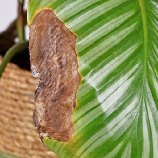 Episode 327 - Compensatory Photosynthesis