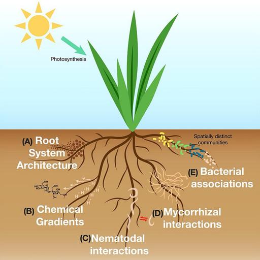 La Brújula de la Ciencia s16e05: La rizosfera, un universo de microorganismos en las raíces de las plantas