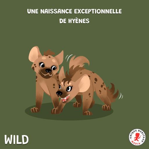 Une naissance exceptionnelle de hyènes