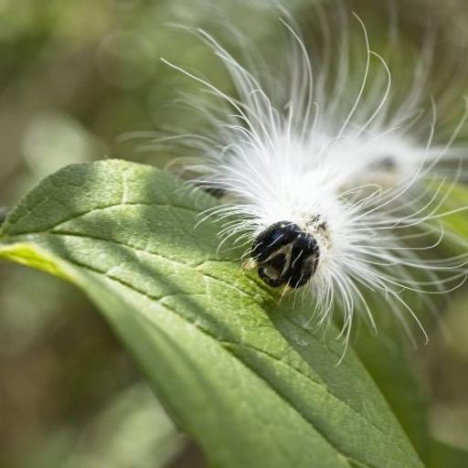 Ep. 83 - Fall Webworms: Not As Bad As They Look