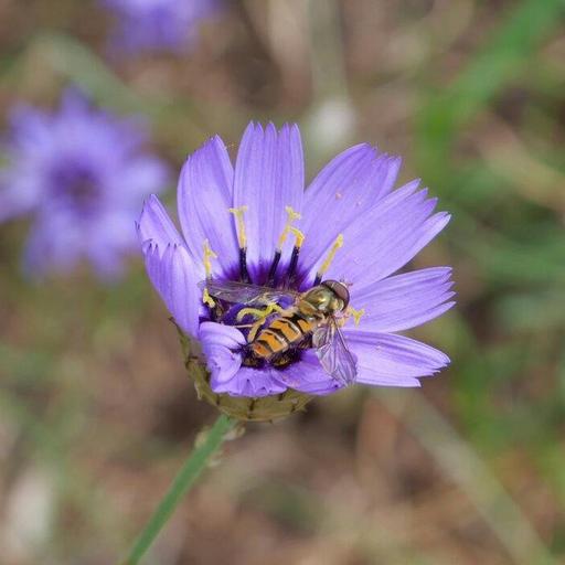 514 - Plants for pollinators, dividing perennials, and no more cauliflowers?
