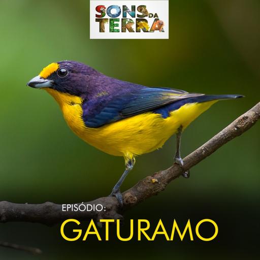 Gaturamo-verdadeiro: a ave que confude os observadores