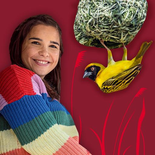 Webervögel – kunstvolle Nestbauer