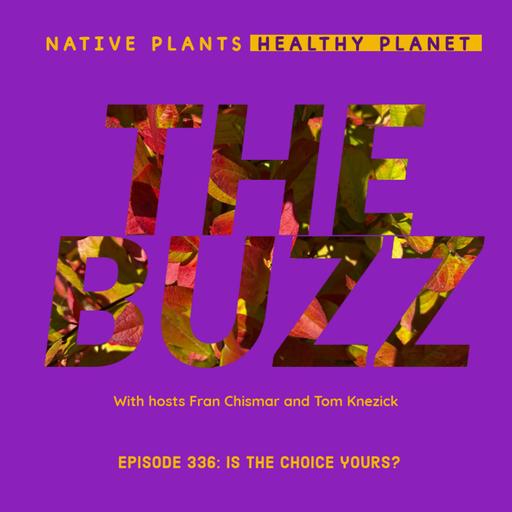 The Buzz - Is the Choice Yours?