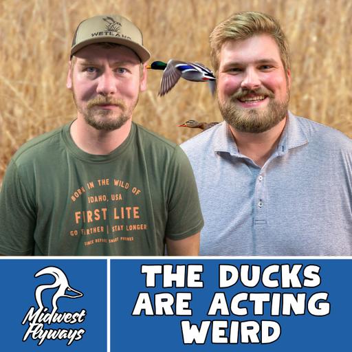 The Ducks Are Acting Weird