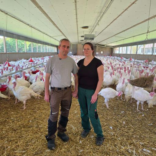 Vogelgrippe: Landwirtsfamilie verliert 30.000 Puten