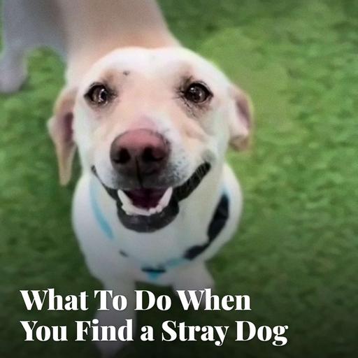 What To Do When You Find a Stray Dog