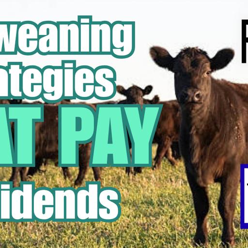 Preweaning Strategies That Pay Dividends