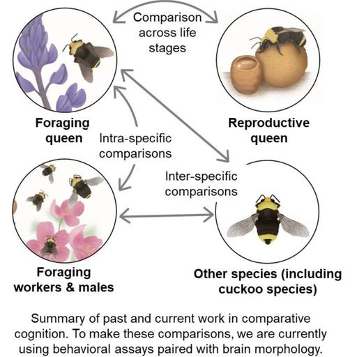 Ep. 598 - How Bees Learn & Remember Flowers