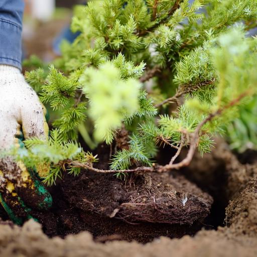 Plant trees before the freeze and 'cook' the soil to get rid of jumping worms
