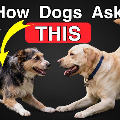Play Bows: What They ACTUALLY MEAN in Dog Communication