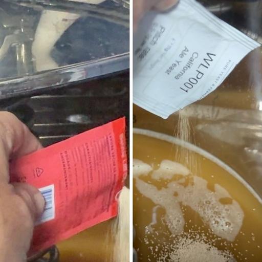 Comparing Chico Yeasts In A Session IPA