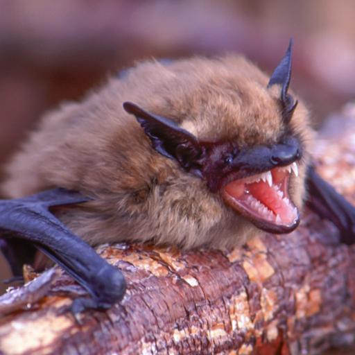 The genetic secret helping bats survive a deadly epidemic
