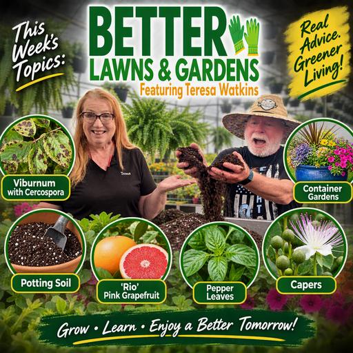 S2 Ep481: Better Lawns and Gardens - Hour 2 The Dirt on Pots and Potting Mixes October 3, 2026