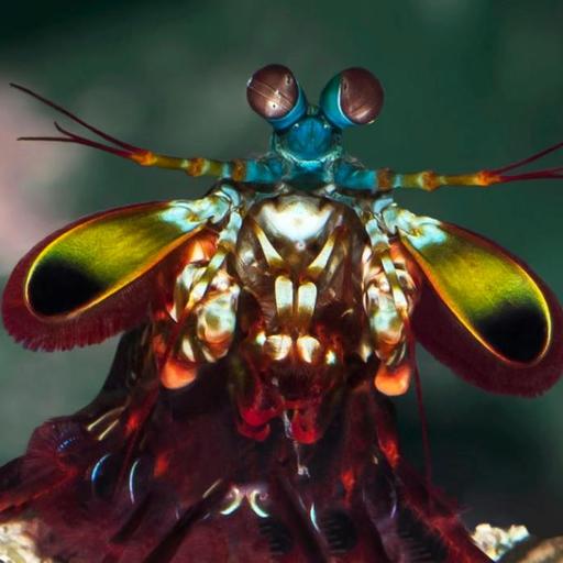 The Mantis Shrimp’s Secret Superpowers (Classic)