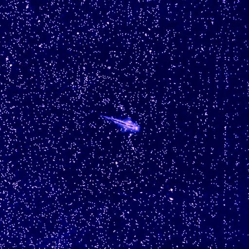 Sea Monkeys, Jupiter, and the Mystery of Turbulence