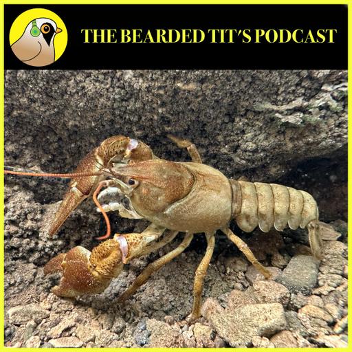 British White Clawed Crayfish ft Nick Mott #201 FINAL EPISODE