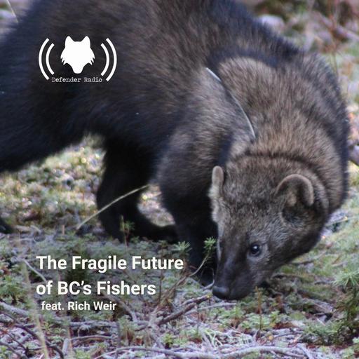 The Fragile Future of BC's Fishers feat. Rich Weir