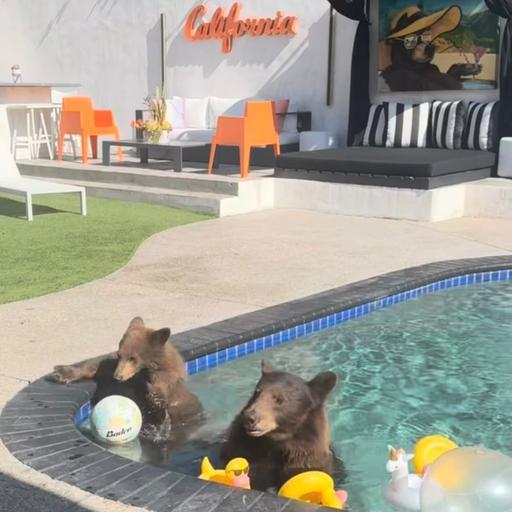 There's a bear in my swimming pool!