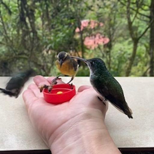 Hummingbird High