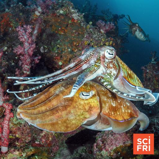 The punk rock life of cephalopods