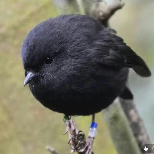 One Female Left: The Incredible Survival of New Zealand’s Black Robin