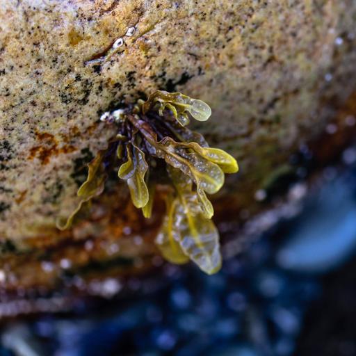 Faszinierende Welt der Algen - Wie winkende Hände im Meer