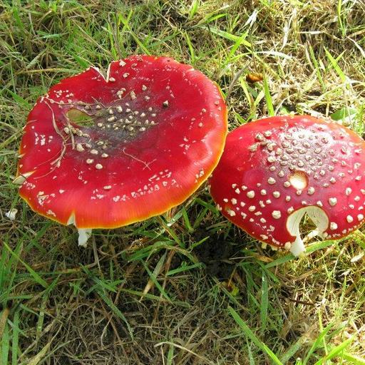 515 - The Plant Review: Waxcap Wonderlands, ancient apples, and your questions answered