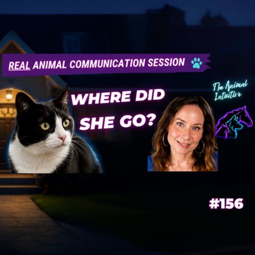 Her Cat Was Missing for Weeks, Here's How Animal Communicator Anne Angelo Webb Reunited Them | Ep 156