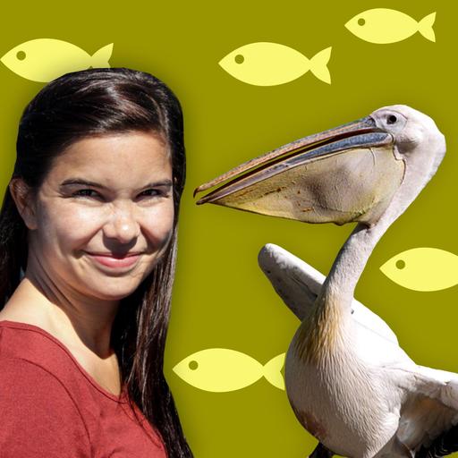 Pelikane – Wasservögel mit Riesen-Schnäbeln