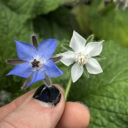 Ep. 599 - Exploring the Plant Vibroscape