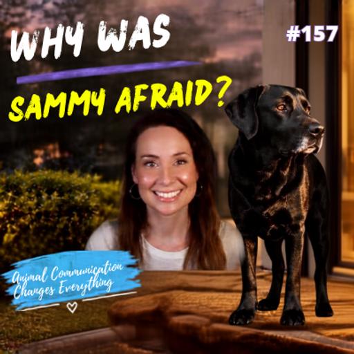 Why Is My Dog So Anxious? Animal Communicator Anne Angelo Webb Finds the Answer | Ep 157