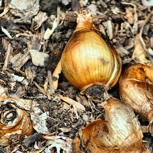 Avoid critter nibbles with these 3 bulb planting strategies