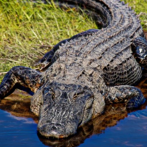 The Link Between Birds and Alligators