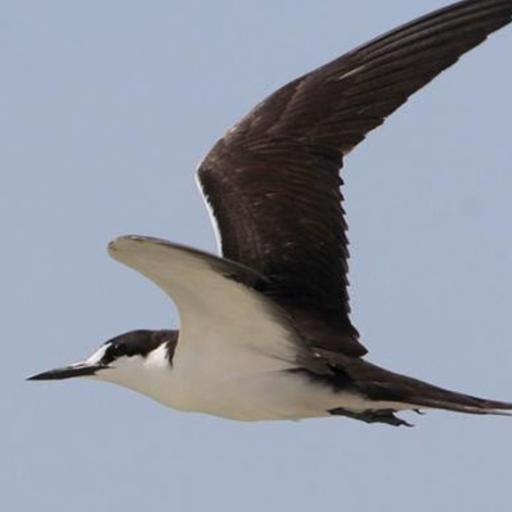 Sooty Tern