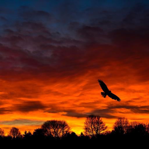 The Belled Buzzard: A Kentucky Legend of Murder and Madness