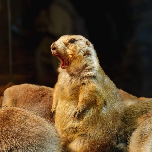 The sound of fear: Why so many animals scream
