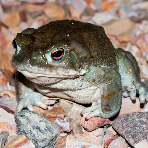 Bufo in Spanien - Gefährliche Krötengift-Retreats in der Grauzone