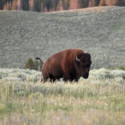 The echo of the bison (Encore)