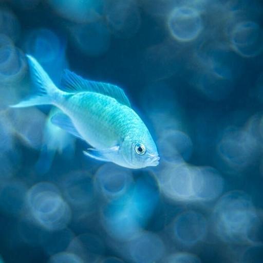 L'effet "malbouffe" chez les poissons, la repousse des dents et l'acné