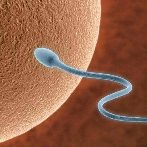Getting Pregnant: Basic Infertility Evaluation